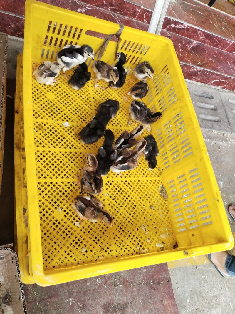 斗鸡苗越南斗鸡苗诚信经营质量至上
