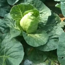 鸡心包菜，莲花白甘蓝