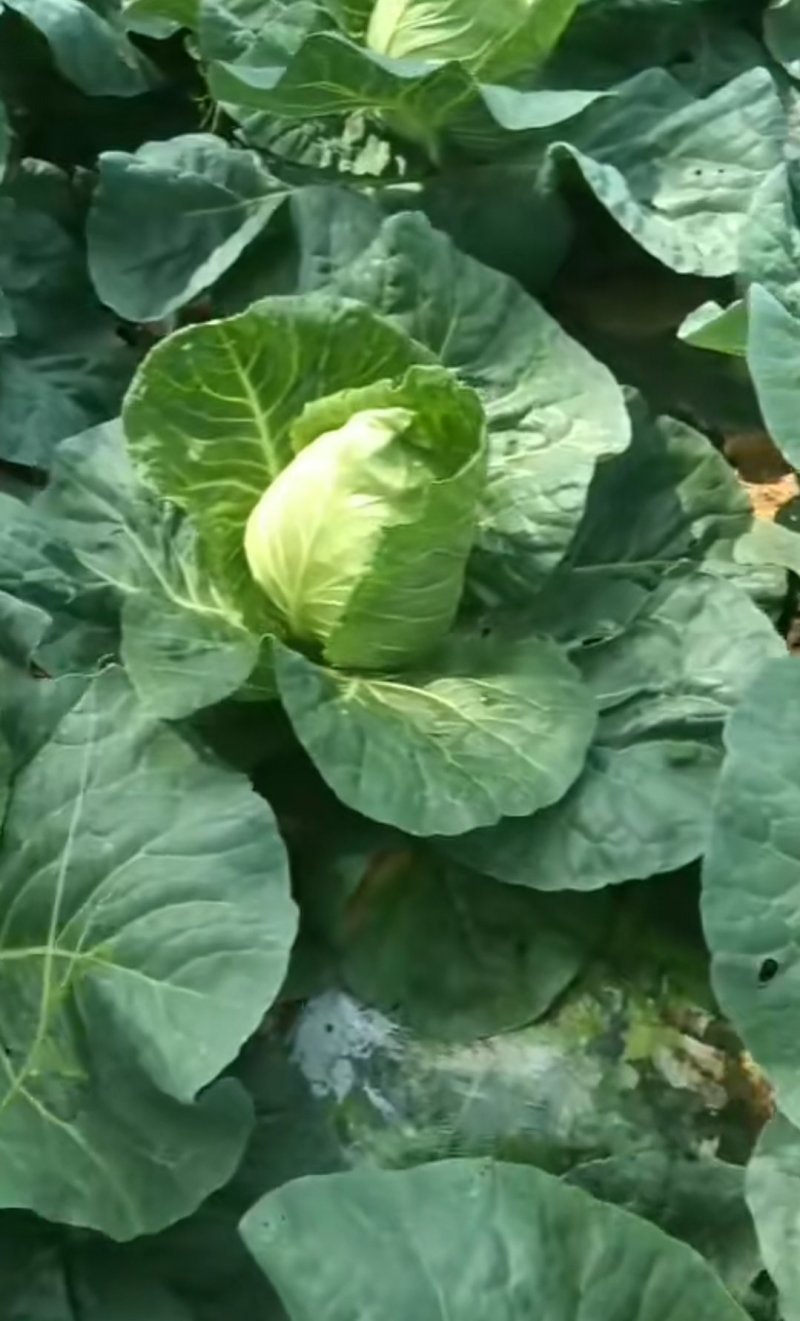 鸡心包菜，莲花白甘蓝