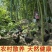 30枚农家散养乌鸡蛋绿壳蛋土鸡蛋笨鸡蛋新鲜农村鸡蛋绿壳鸡