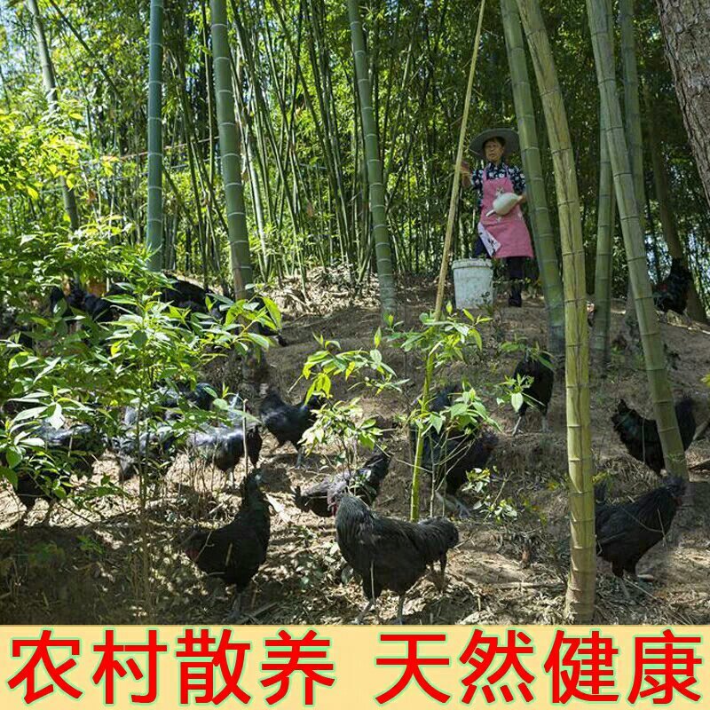 30枚农家散养乌鸡蛋绿壳蛋土鸡蛋笨鸡蛋新鲜农村鸡蛋绿壳鸡
