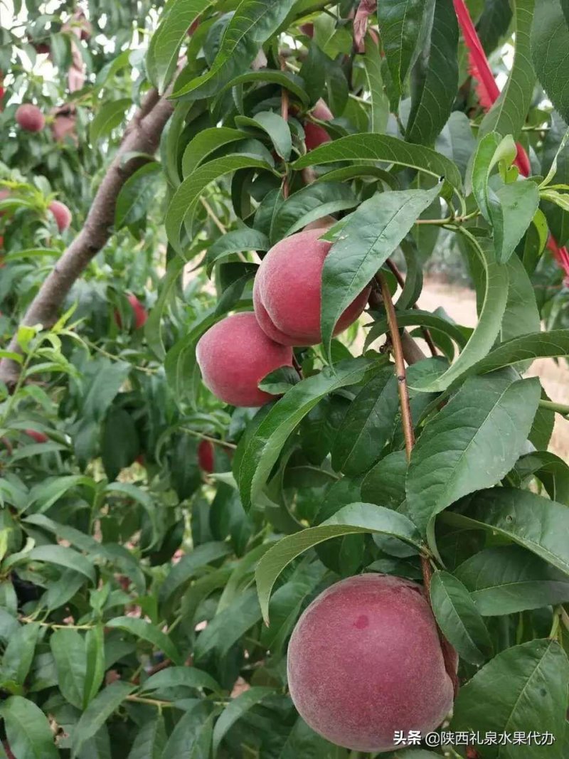 陕西省礼泉县，水蜜突围桃，即将大量上市，