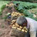 宜宾早藕，每天可供应3万斤，可装箱，可泥藕，洗藕