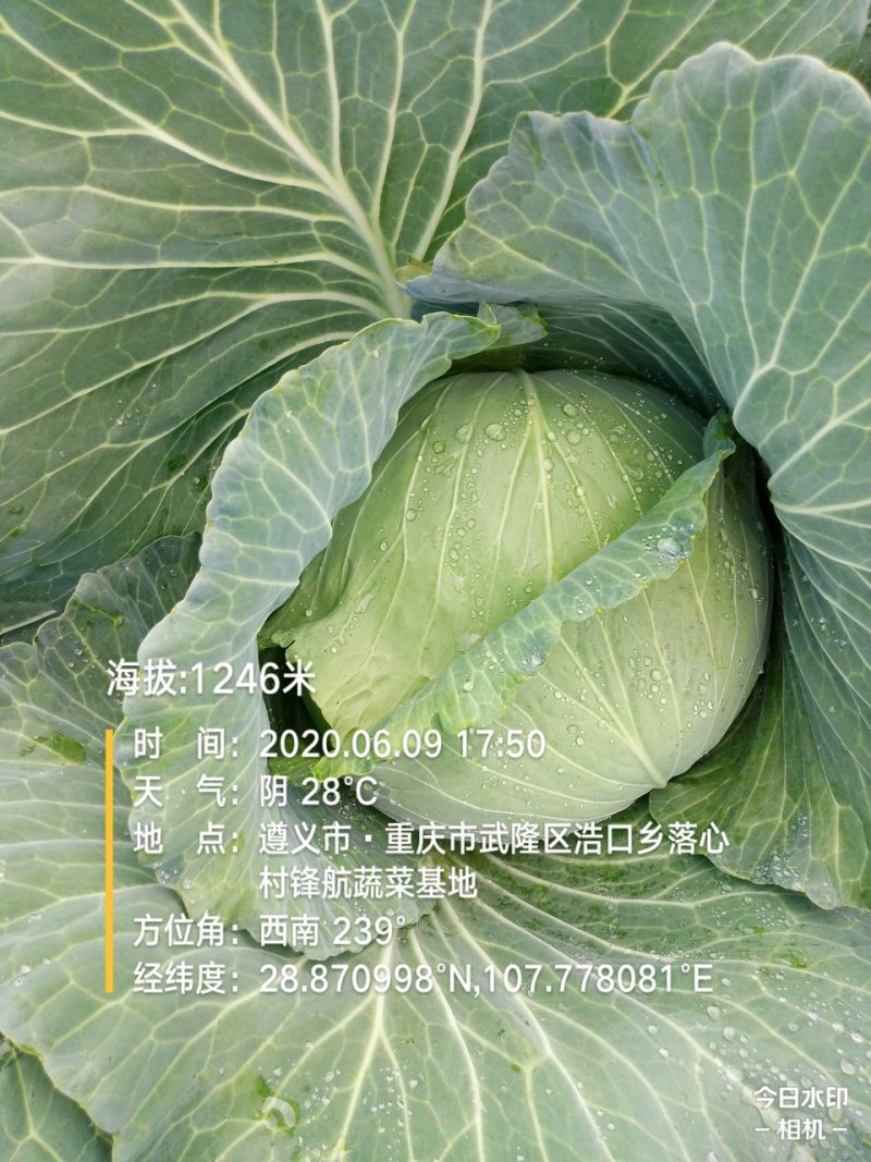 包菜.《莲花白》基地直供