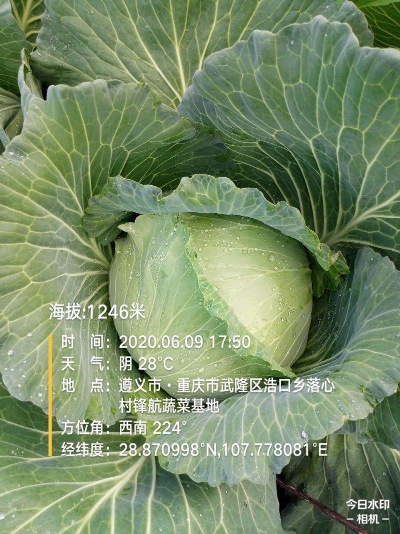 包菜.《莲花白》基地直供