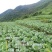 包菜.《莲花白》基地直供