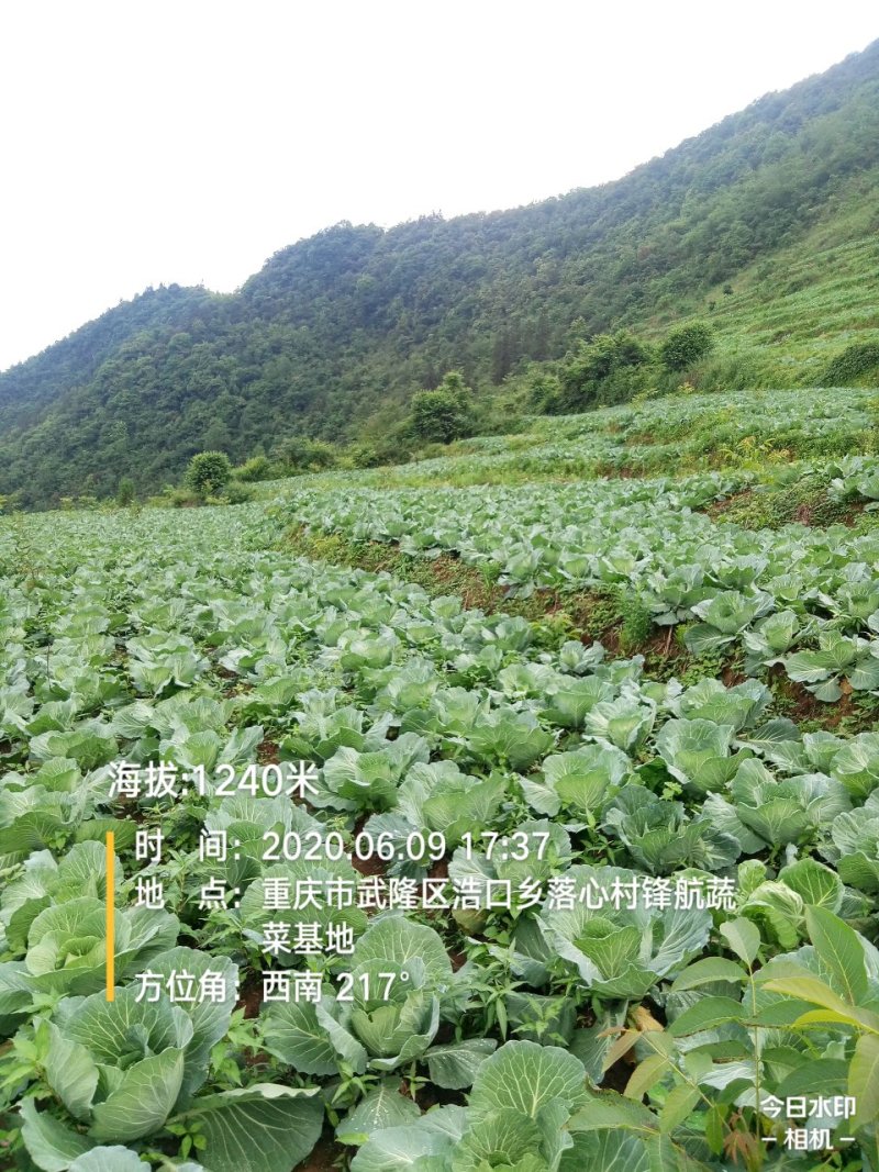 包菜.《莲花白》基地直供