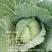 包菜.《莲花白》基地直供