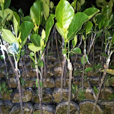 正宗菠萝蜜红肉菠萝蜜中袋