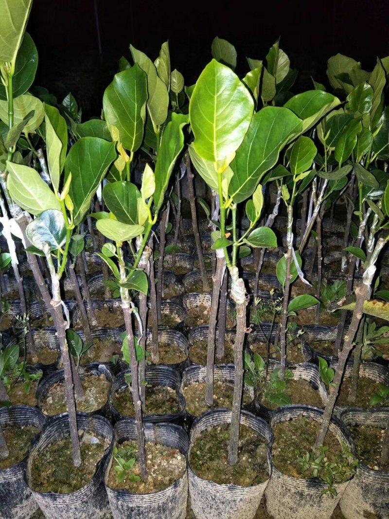 正宗菠萝蜜红肉菠萝蜜中袋