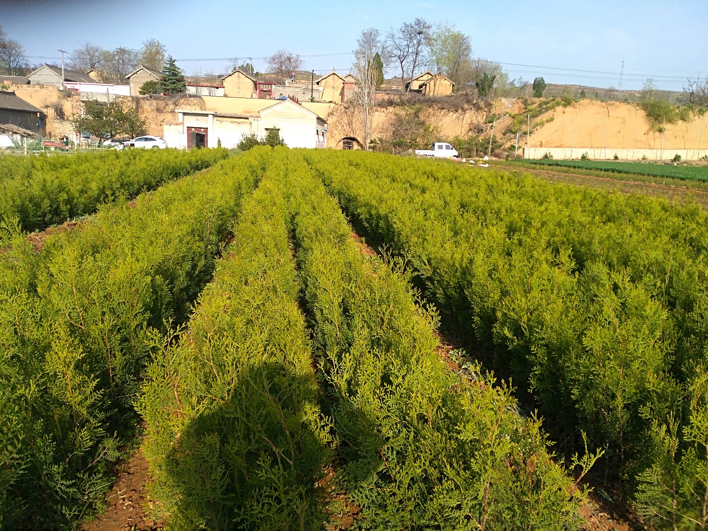 侧柏苗圃种植基地