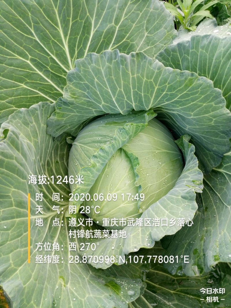 莲白菜(包菜)莲花白