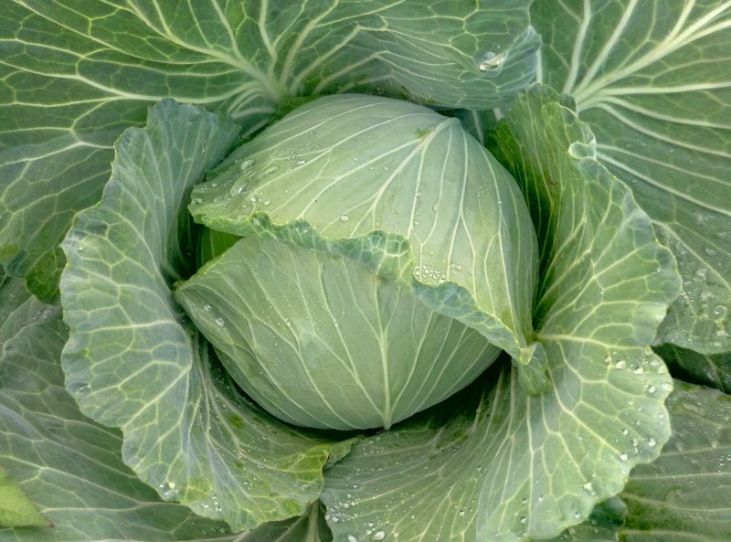 莲白菜(包菜)莲花白