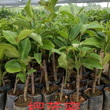 泰国榴莲蜜营养杯苗