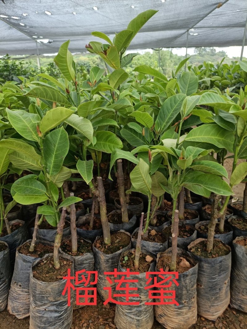 泰国榴莲蜜营养杯苗