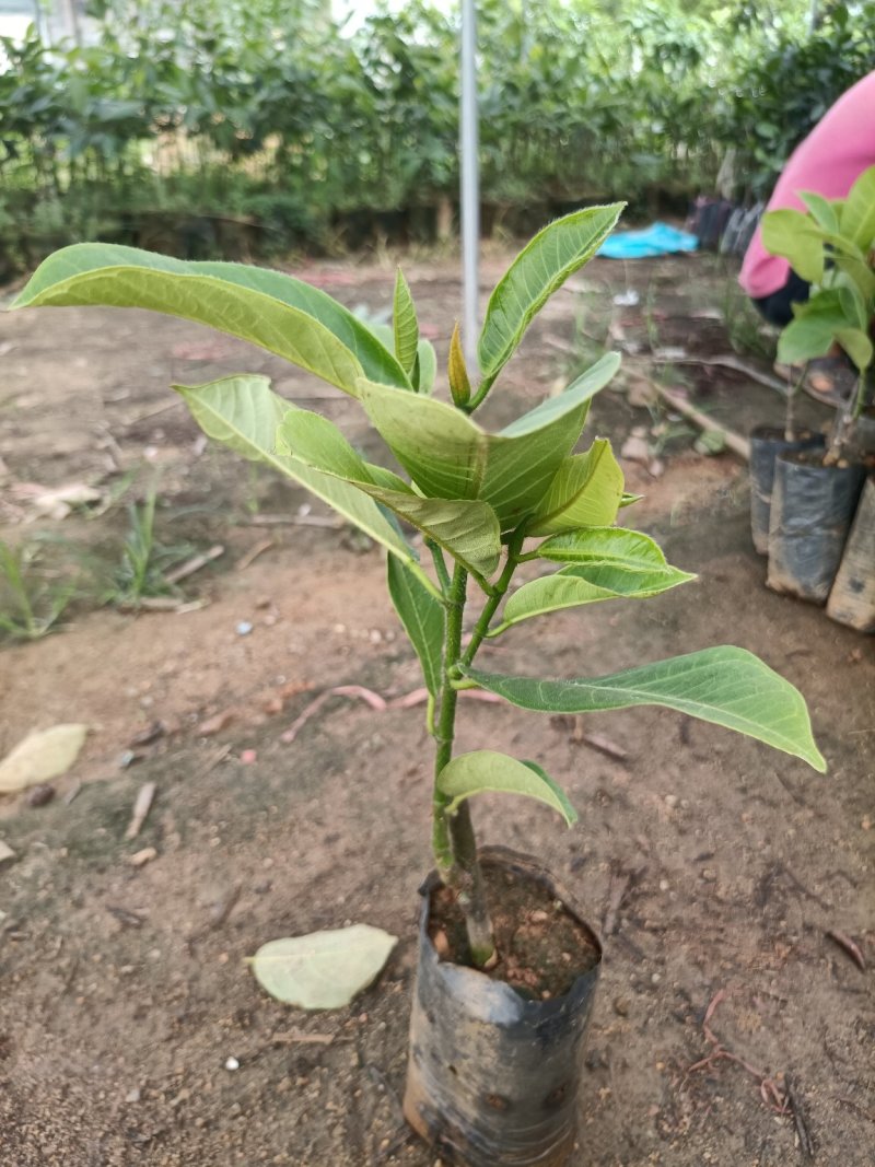 泰国榴莲蜜营养杯苗