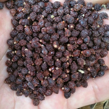 纯后期兰花鸢尾种子（蝴蝶兰种子），颗粒饱满，出苗率高