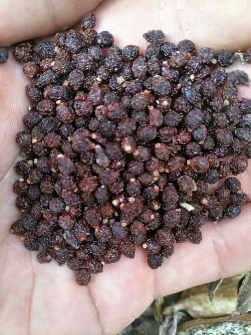 纯后期兰花鸢尾种子（蝴蝶兰种子），颗粒饱满，出苗率高