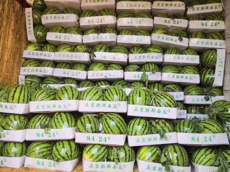 8424大型西瓜，良心代办，价格优惠。诚信经营