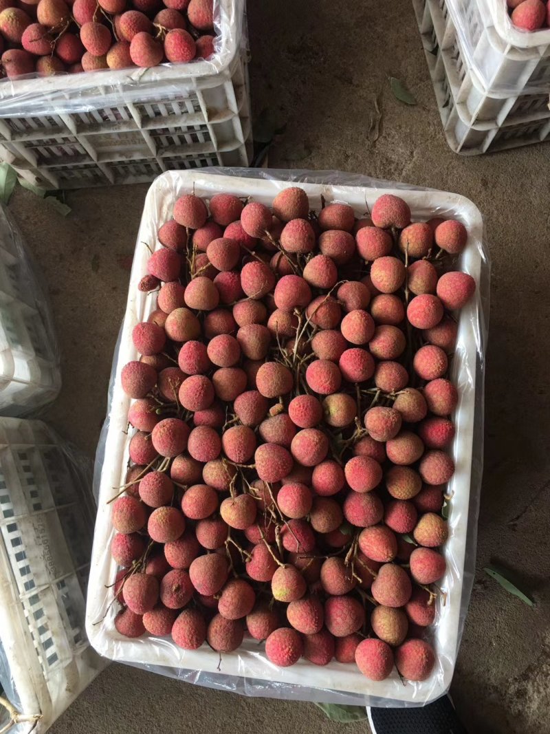 浦北荔枝代办，黑叶荔枝，专业代办，品质鲜红