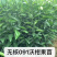 爱媛38号苗120~150cm。。。。。。。。。