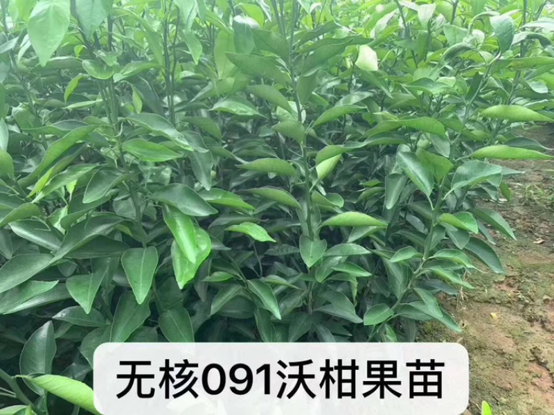 爱媛38号苗120~150cm。。。。。。。。。