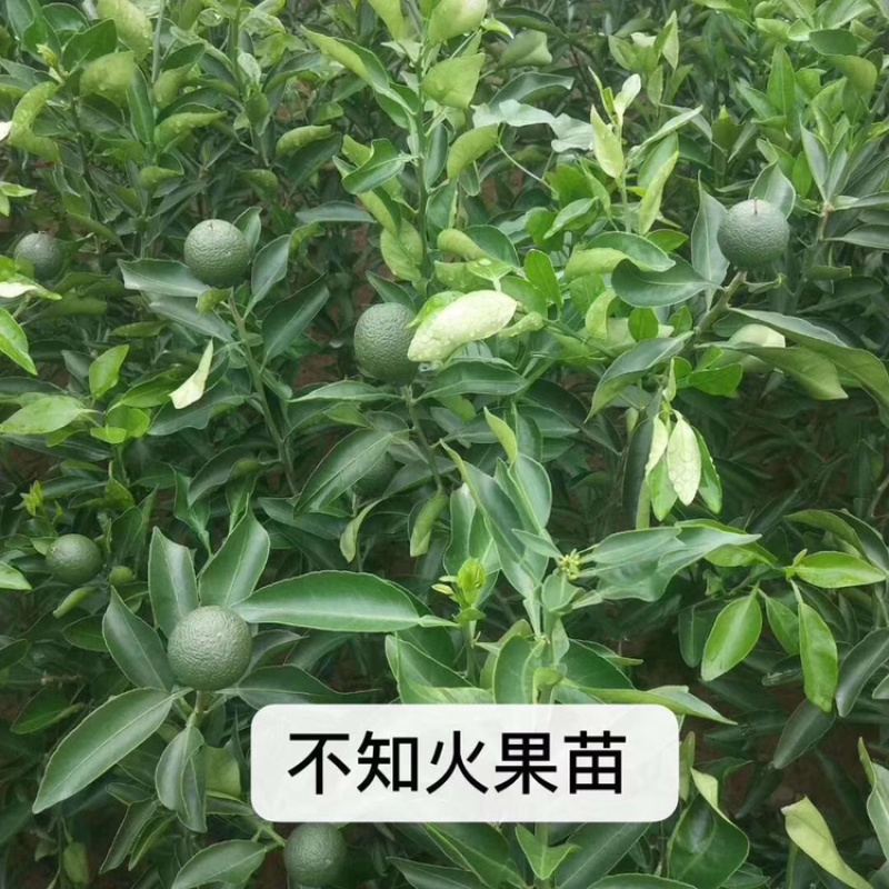 爱媛38号苗120~150cm。。。。。。。。。