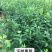 爱媛38号苗120~150cm。。。。。。。。。