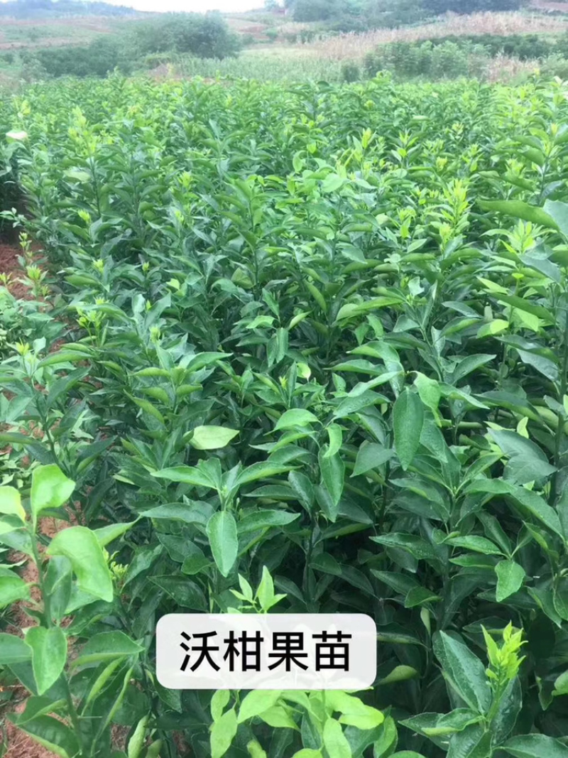 爱媛38号苗120~150cm。。。。。。。。。