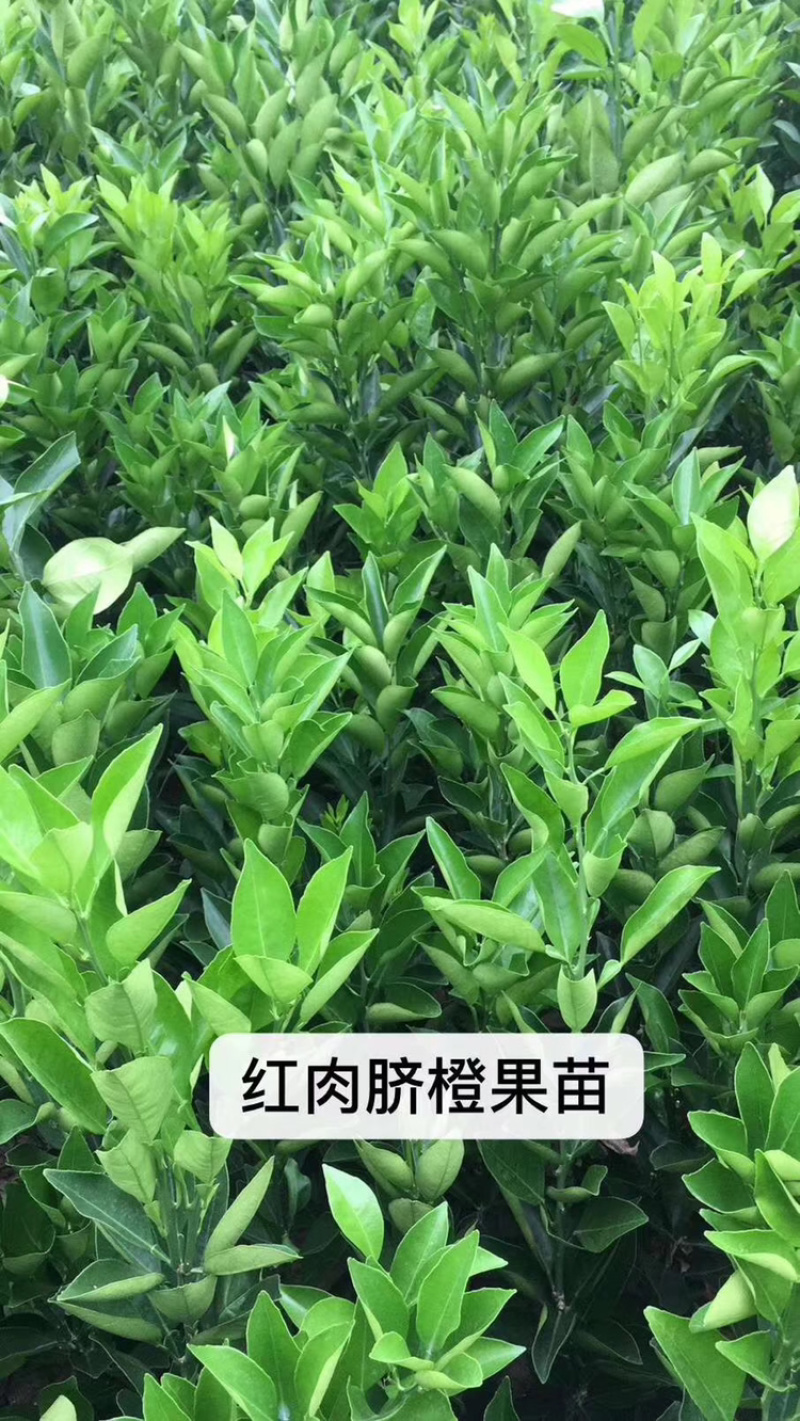 爱媛38号苗120~150cm。。。。。。。。。