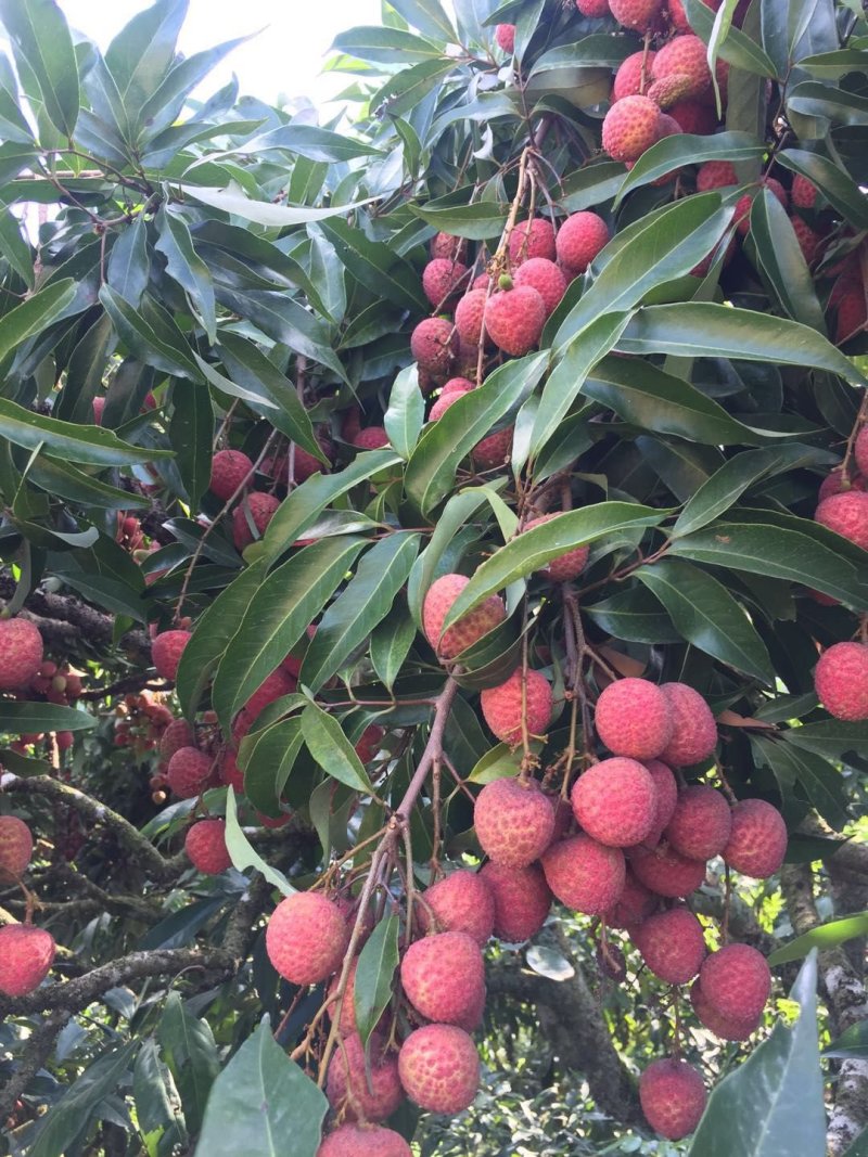浦北荔枝代办，黑叶荔枝，专业代办，品质鲜红