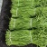 湖北豇豆荆门长豆青色60公分上可打冷产地直发欢迎来电