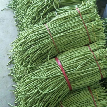湖北豇豆荆门长豆青色60公分上可打冷产地直发欢迎来电