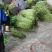 湖北豇豆荆门长豆青色60公分上可打冷产地直发欢迎来电