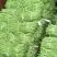 湖北豇豆荆门长豆青色60公分上可打冷产地直发欢迎来电