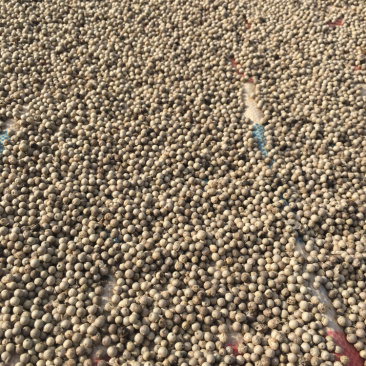 海南白胡椒粒自家产越南广西进口黑胡椒面