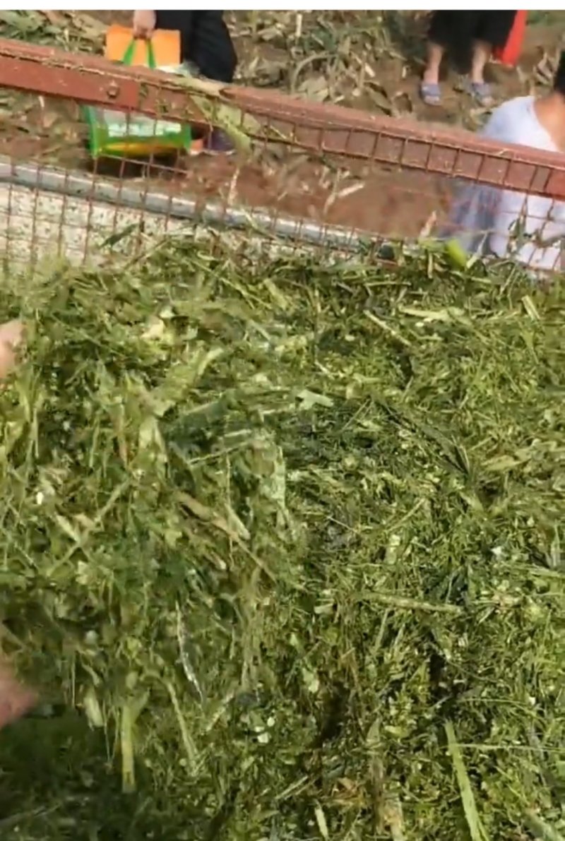 秸秆回收机小麦秸秆回收机牧草收割机苜蓿青储机