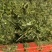秸秆回收机小麦秸秆回收机牧草收割机苜蓿青储机