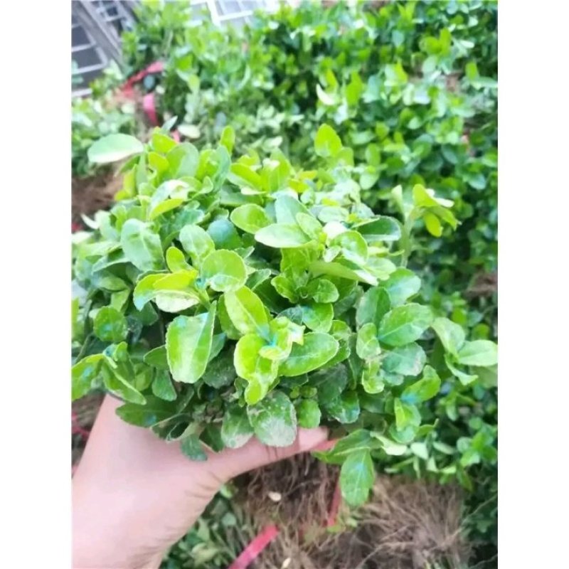 卫矛苗庭院绿化工程苗卫矛小苗绿禽绿化带工程苗色块苗木