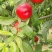 富硒油桃