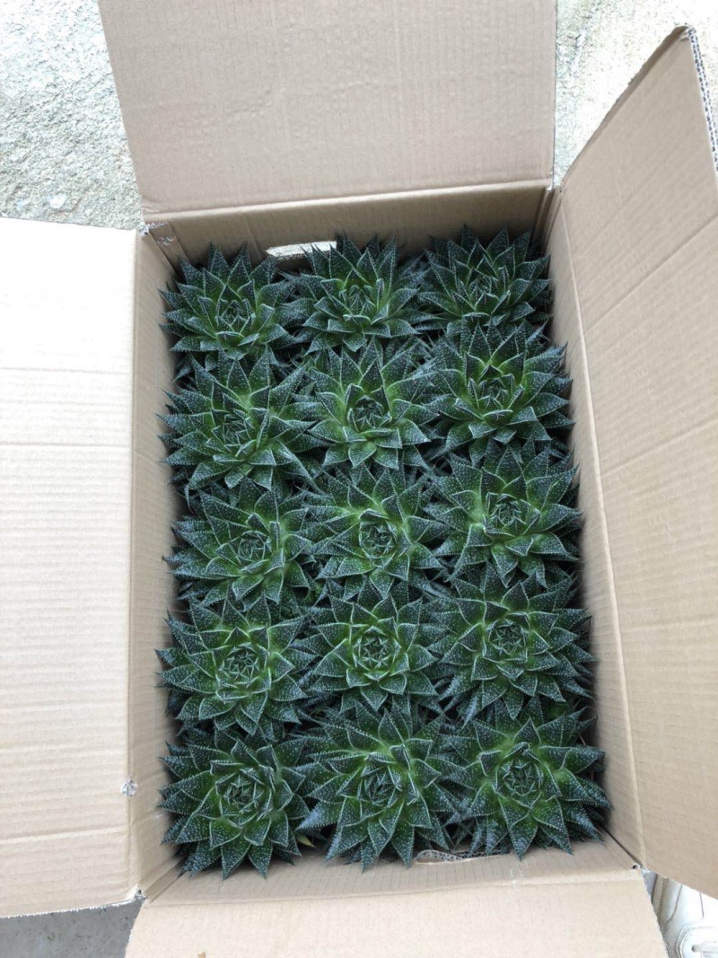 【多肉植物】波露带盆盆景整箱批发基地直发欢迎下单