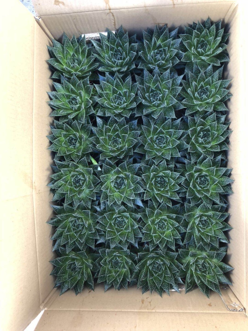 【多肉植物】波露带盆盆景整箱批发基地直发欢迎下单