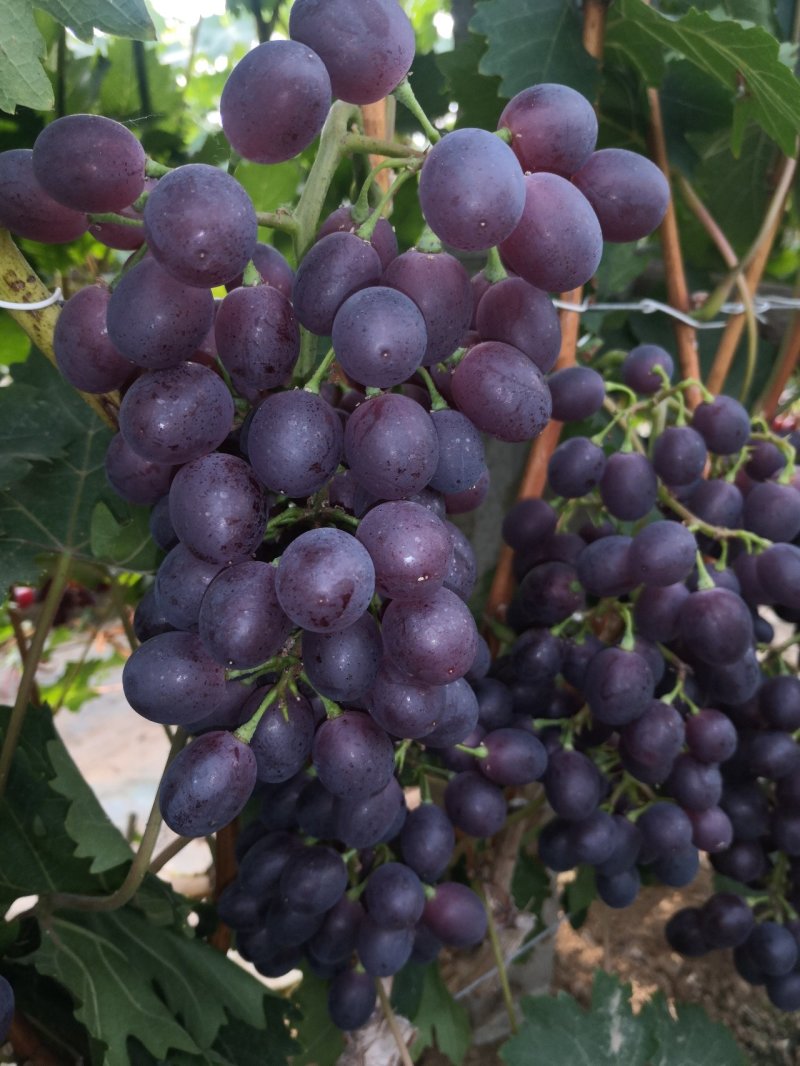 早玫瑰大量上市价格便宜交通方便口感特甜