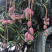 芒果