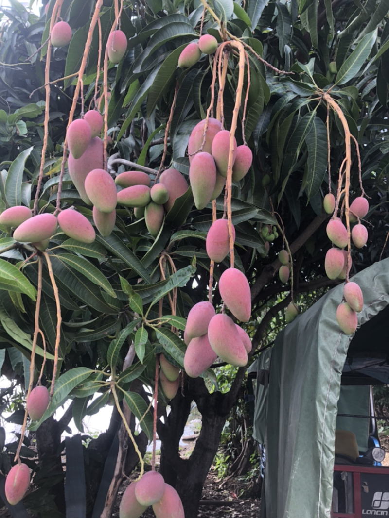 芒果