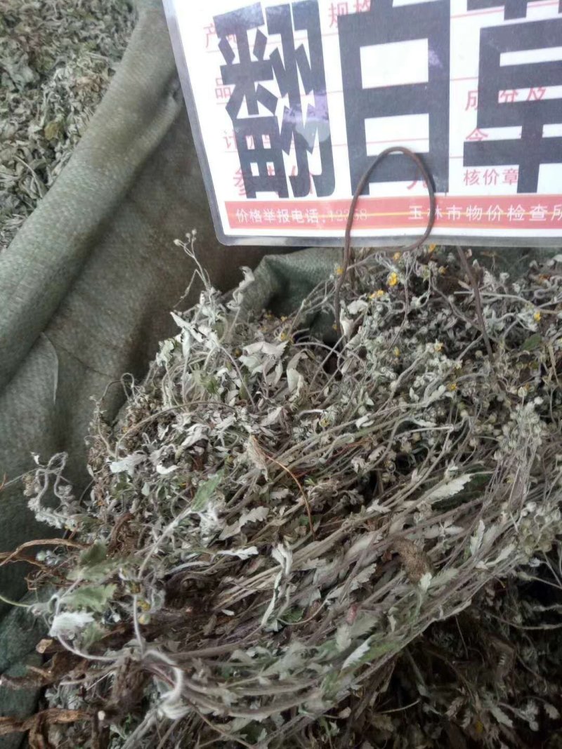 翻白草一斤起售，量大优惠