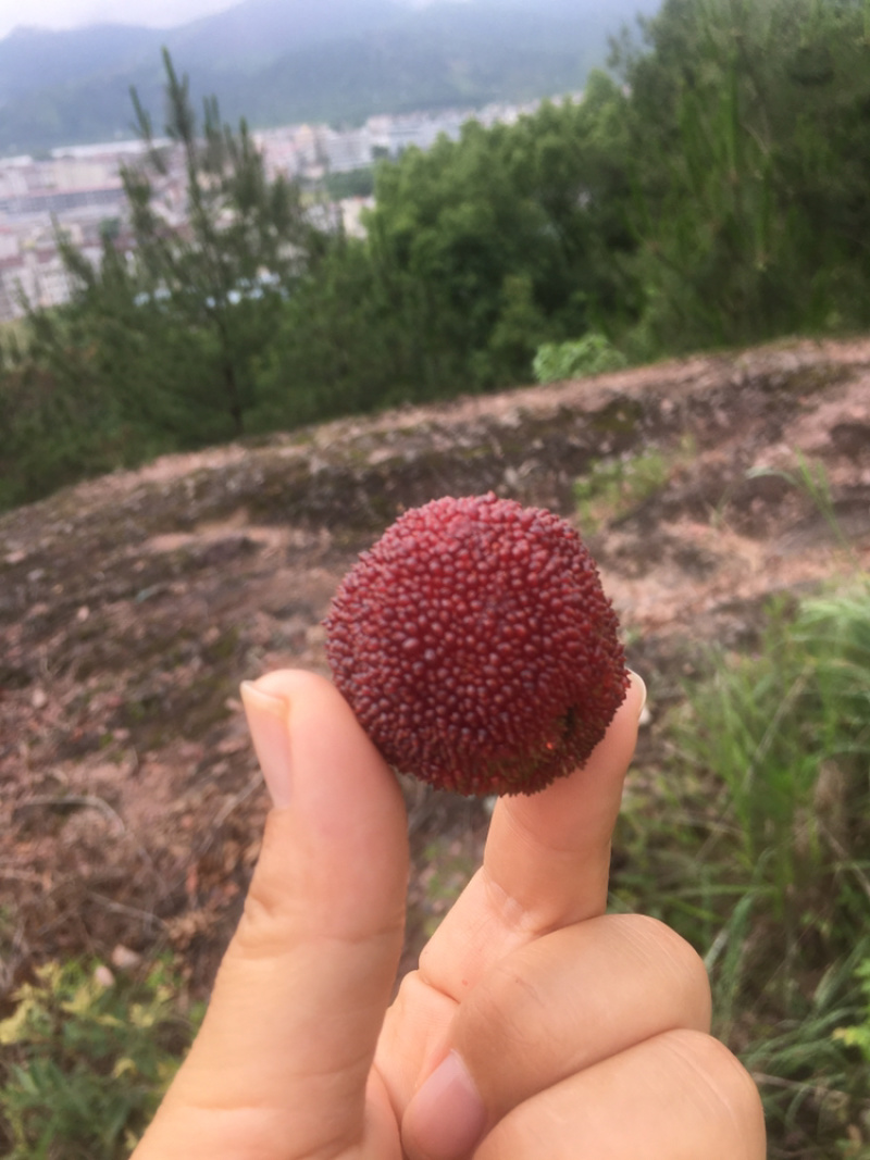 正宗仙居东魁杨梅产地直销精品杨梅自家杨梅山