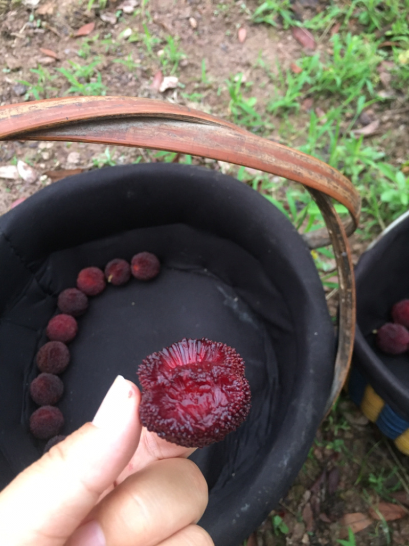 正宗仙居东魁杨梅产地直销精品杨梅自家杨梅山