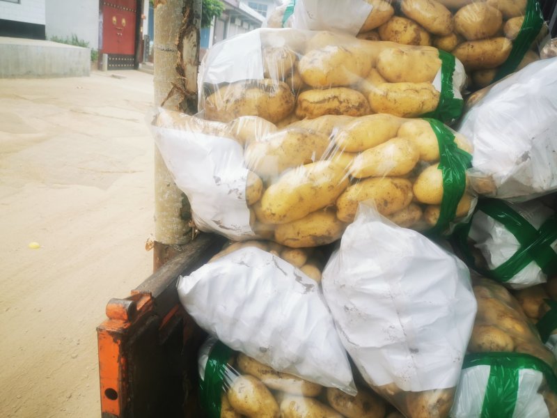 荷兰十五土豆2两以上～～～～～～～～～～