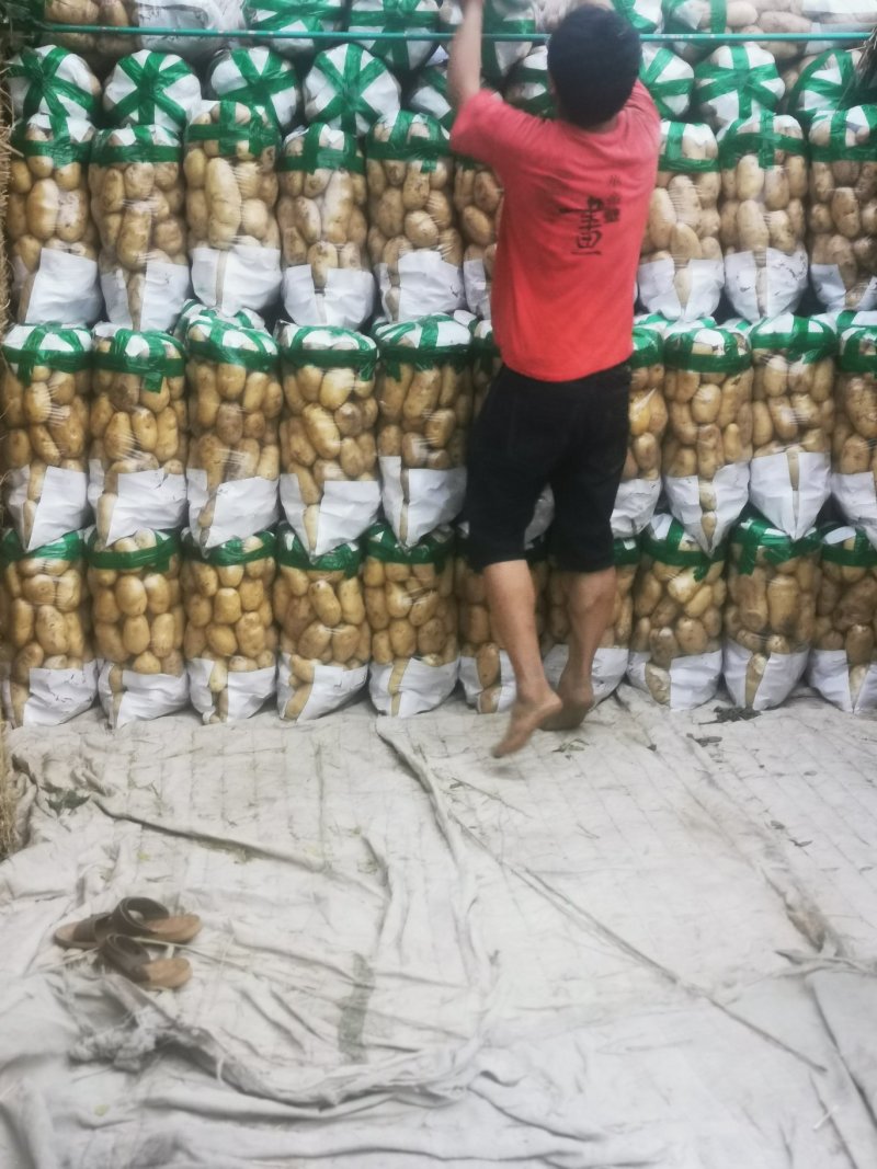 荷兰十五土豆2两以上～～～～～～～～～～
